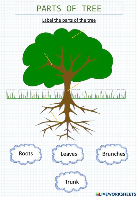 Leaves And Trees Lesson Plans, Tree Worksheets Preschool, Parts Of A Tree Preschool, Parts Of A Tree Worksheet, Trees Preschool, Parts Of A Tree, Tree Worksheet, Tree Activity, File Decoration