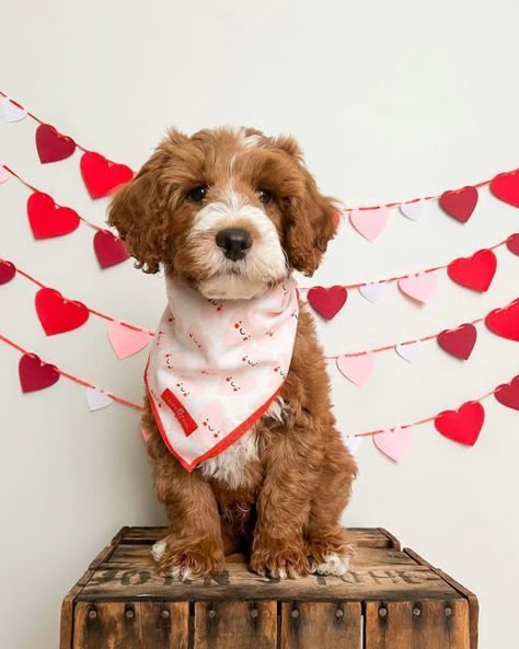 Valentine’s Day Pictures With Dog, Dog Valentine Photos, Pet Photoshoot Ideas, Puppy Photoshoot Ideas, Dog Birthday Photoshoot, Pet Photo Shoot, Pet Poses, Pet Photography Props, Pet Photo Ideas