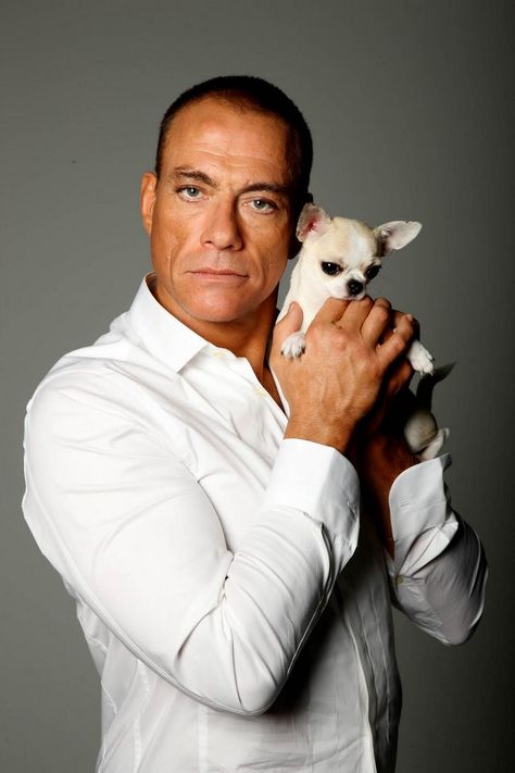 Jean Claude Van Damme Action Movie Stars, Claude Van Damme, Panda Lindo, Jean Claude Van Damme, Actor Quotes, Van Damme, Cute Chihuahua, Chihuahua Love, Chihuahua Puppies