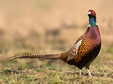 Every state's official bird - Insider Rhode Island Red Chickens, Willow Ptarmigan, Ring Necked Pheasant, Cactus Wren, Pheasant Hunting, Backyard Poultry, State Birds, Game Birds, Two Birds