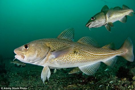 Accents could become a problem if cod from different places are forced to seek out colder waters if they prefer because of climate change Cod Fish Picture, Atlantic Cod, Vertebrates And Invertebrates, Skin Grafting, Small Fish, Cod Fish, Water Life, Wildlife Photos, Planted Aquarium