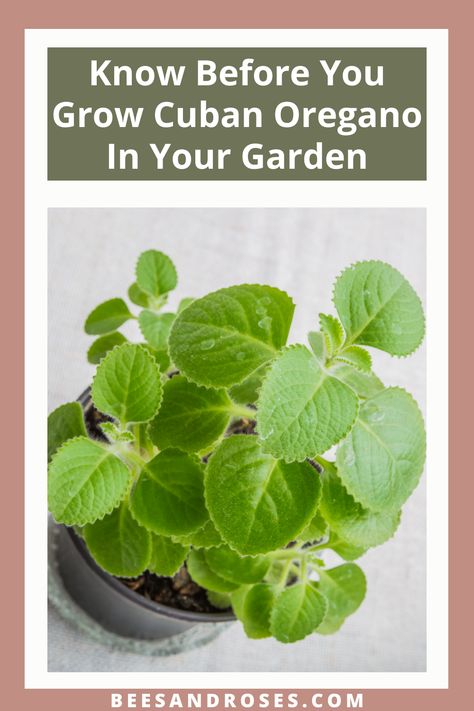 Beesandroses.com will make gardening a whole lot easier. Find how out how to grow happier, healthier plants. See what you should be doing to care for your Cuban oregano. How To Use Cuban Oregano, Cuban Oregano Plant Benefits, Cuban Oregano Plant Uses, Cuban Oregano Recipes, Cuban Oregano Plant, Cuban Oregano, Dog Safe Plants, Oregano Plant, Thyme Plant