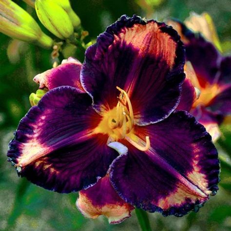 Minnesota Garden, Daylily Garden, Bushes And Shrubs, Lilac Bushes, Gothic Garden, Fall Bulbs, Front Yard Garden Design, Day Lilies, Purple Garden