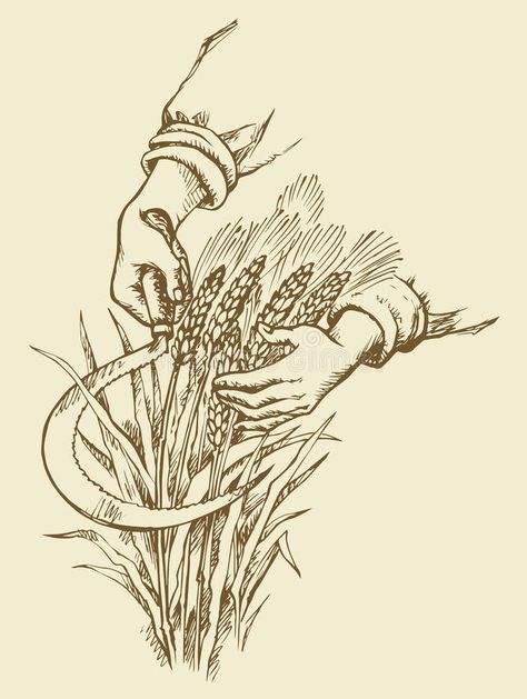 Hand mowing sickle wheat. Vector drawing stock illustration Appalachia Tattoo, Wheat Drawing, Drawing Equipment, Corn Drawing, Wheat Tattoo, Wheat Vector, Autumn Drawing, Sketchbook Assignments, Realistic Sketch