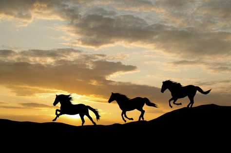 Silhouette Horses Running, Horse Silhouette, Running Horses, Horse Ranch, Cute Horses, Equine Photography, Horse Life, Pretty Horses, Horse Pictures