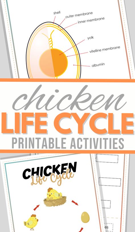 Chicken Homeschool Unit, Chicken Unit Study, Chicken Life Cycle Activities, Farm Unit Study, Chicken Life Cycle, Farm Animals Activities, Homeschool Fun, Unit Studies Homeschool, Life Cycles Activities