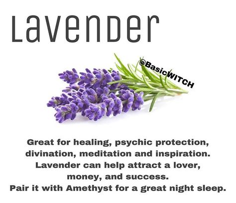 🌿 Lavender 🌿 My most used herb, I always have it and I’m always using it! I rub lavender oil on my temples before any tarot or oracle card… Lavender Witchcraft Uses, Lavender Witchcraft, Witchcraft Healing, Magickal Correspondences, Money Candle Spell, Lavender Uses, Pagan Spirituality, Witch Herbs, Spiritual Journals