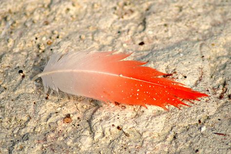 Flamingo Feather Tattoo, Flamingo Feathers, Flamingo Feather, Feather With Birds Tattoo, Flamingo Photo, Feather Tattoo, Hat Ideas, Tropical Theme, Ap Art