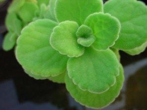 Three-In-One Herb, a rare find and wonderfully fragrant addition to any herb garden, large or small. Cuban Oregano, Oregano Plant, Flora Garden, Harvesting Herbs, Healing Plants, Perennial Herbs, Home Garden Plants, Edible Landscaping, Terrarium Plants