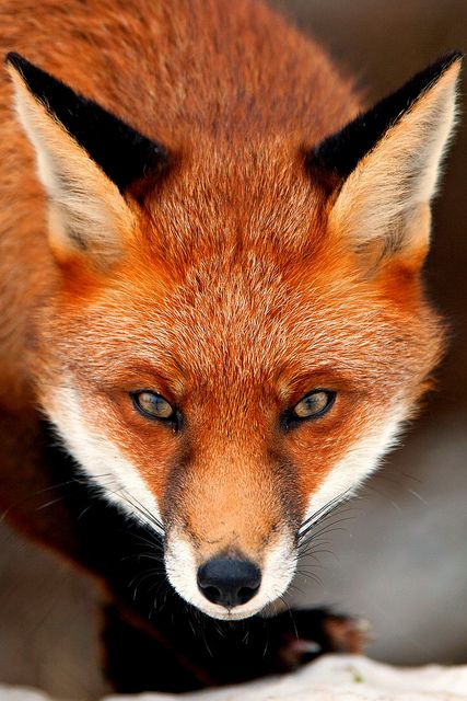 Vulpes Vulpes aka the Red Fox Fuchs Baby, Fantastic Fox, Fox Pictures, Exotic Animals, British Wildlife, Wild Dogs, Cute Fox, Alam Yang Indah, Beautiful Animals