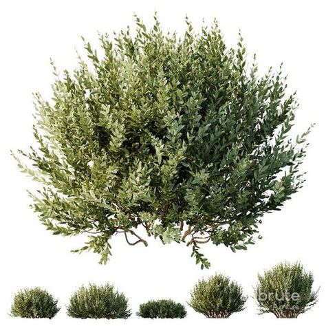 HQ Plants Montra Olive Bush Version10 Olive Bush, Avatar Group, Landscape Architecture Graphics, Bush Plant, Architecture Elevation, Material Library, Plant Vector, Architecture Graphics, Ornamental Plants