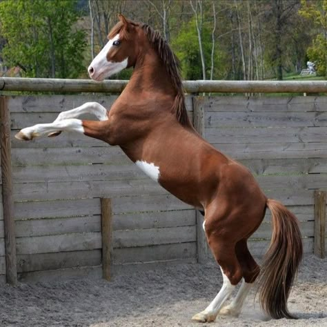 Horse Poses Reference, Filly Horse, Horse Bucking, Horse Markings, Horse Rearing, Rearing Horse, Warmblood Horses, Bucking Horse, Rare Horses