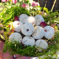 How to Make your own Offering Stones – For Giving Back to Nature & Faeries. White Magick Alchemy Spiritual Crafts, Witchy Shop, Pagan Inspiration, Herb Shop, Pagan Crafts, Witch Garden, Eclectic Witch, Nature Spirits, Spring Equinox