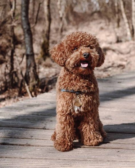 Mini Doodle Breeds: 10 Most Popular Miniature Poodle Mixes Curly Mini Goldendoodle, Black And White Mini Poodle, Mini Golden Doodle Full Grown, Miniature Poodle Haircut Styles, Mini Goldendoodle Full Grown, Miniature Poodle Haircuts, Mini Schnoodle, Schnoodle Puppies For Sale, Medium Goldendoodle