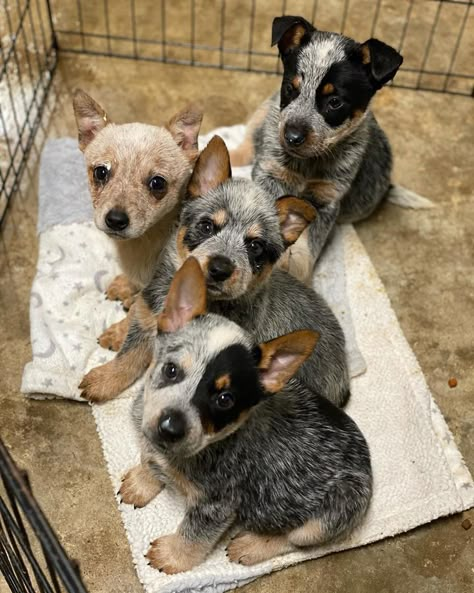 Red Heeler Dog Puppies, Mini Blue Heeler, Livestock Auction, Queensland Heeler, Aussie Cattle Dog, Austrailian Cattle Dog, Blue Heeler Puppies, Heeler Puppies, Blue Heelers