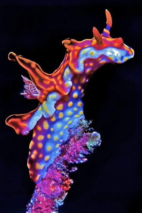 Sea Aquarium, Creature Marine, Sea Slugs, Coral Sea, Underwater Animals, Deep Sea Creatures, Sea Snail, Sea Slug, Beautiful Sea Creatures