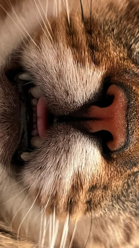 Cat close up, mouth and teef Animal Yawning, Close Up Cat, Cat Mouth, Artist Things, Mouth Photography, Animal Close Up, Close Up Art, Black And White Lion, Tiger Tooth