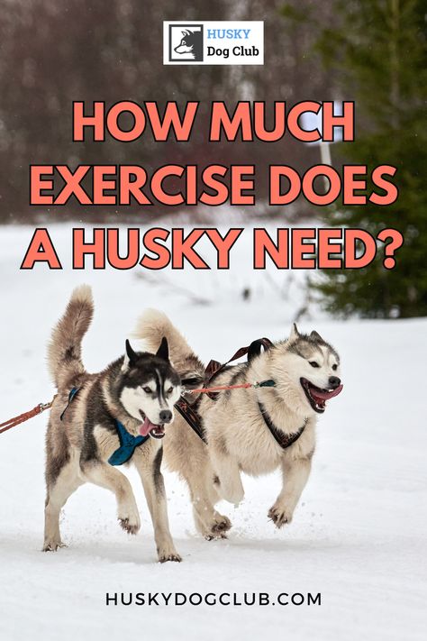 As a breed known for endurance and energy, your husky buddy requires plenty of exercise to stay happy and healthy. Our blog post is dedicated to providing you with tips and tricks to meet your husky's exercise needs, from stimulating walks to engaging playtimes. Discover how much exercise does a husky need to keep them physically fit and mentally stimulated, making every day an adventure. After all, a well-exercised husky is a joyful husky! #HuskyExercise #Husky101 Husky Facts, Physically Fit, Dog Club, Dog Exercise, My Husky, Agility Training, A Husky, Husky Puppy, Stay Happy