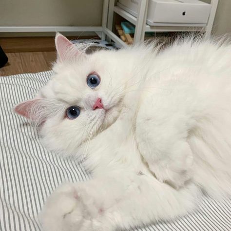 White Cat, Bed, White