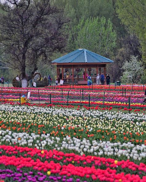 Tulip Garden, Kashmir #India Tulip Garden Kashmir, Kashmir Trip, Srinagar Kashmir, Apple Garden, Ab De Villiers Photo, Jammu Kashmir, Valley Of Flowers, Tulip Garden, Gardens Of The World