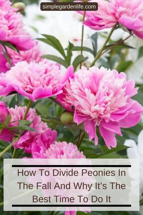 A photo of peonies in full bloom in a garden. Photo from simplegardenlife.com Transplanting Peonies Fall, How To Split Peonies, Planting Peonies In The Fall, How To Divide Peonies, Splitting Peonies, When To Transplant Peonies, How To Transplant Peonies, Replanting Peonies, Dividing Peonies