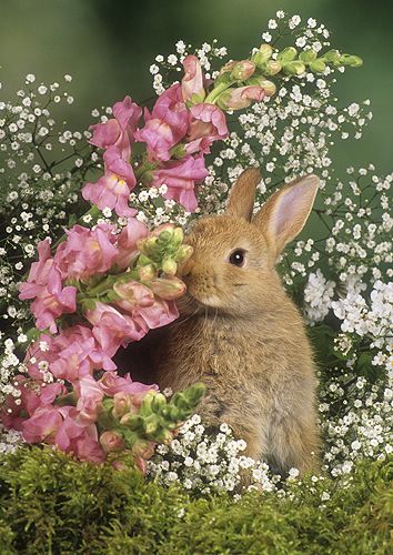 Bunny in Spring Flowers Baby Rabbits Cute, Animals In Spring, Spring Baby Animals, Bunny In Flowers, Bunnies With Flowers, Rabbit And Flowers, Rabbit With Flowers, Bunny And Flowers, Bunnies And Flowers