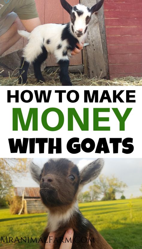 Small Farm Animals To Raise, Homemade Goat Feed, How To Raise Goats, Cheap Goat Pen Ideas, Goat Shelter Diy, Small Goat Barn, Toys For Goats, Diy Goat Shelter, Diy Goat Toys