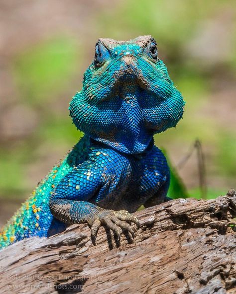 Agama Lizard, Creature Makeup, Colorful Lizards, Blue Lizard, Southern Rock, Lizards, Creature Design, Our Planet, Reptiles