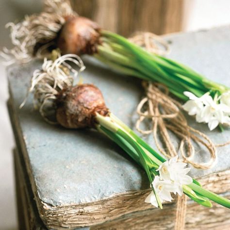 How to grow paperwhite daffodils, aka the most beautiful Christmas flowers of all Narcissus Paperwhite, Paperwhite Flowers, Paperwhite Narcissus, Christmas Table Centrepiece, Bamboo In Pots, Rock Plants, Decorative Pebbles, Daffodil Bulbs, Beautiful Home Designs