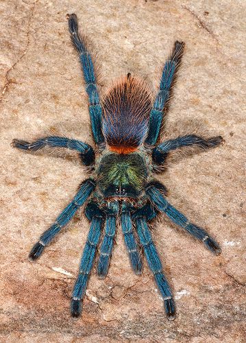 Arachnids Spiders, Spiders And Snakes, Creepy Crawlers, Itsy Bitsy Spider, Cool Bugs, Jumping Spider, A Bug's Life, Beautiful Bugs, Spider Webs