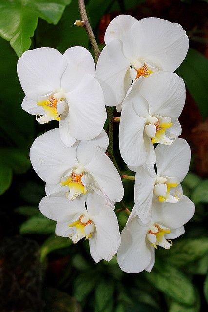 Butterfly Plant (Phalaenopsis amabilis) Roses Garden Care, Butterfly Plant, Orchid Photography, Orchid White, Orchid Photo, Butterfly Plants, Exotic Orchids, Frankfurt Germany, Jasmine Flower