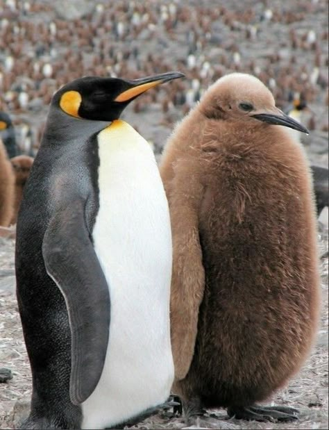 Brown Penguin, Fluffy Penguin, Biggest Bird, March Of The Penguins, Penguin Wallpaper, Penguin Pictures, Gentoo Penguin, King Penguin, Penguin Love