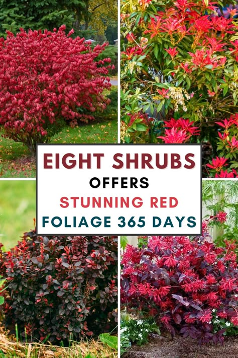 8 Shrubs that Offer Stunning Red Foliage 365 Days a Year Bushes With Red Flowers, Red Evergreen Shrubs, Japanese Bushes Shrubs, Red Bushes Landscaping, Red Shrubs Landscape, Red Bushes Shrubs, Red Plants For Landscaping, Year Round Plants Front Yards, Zone 8 Landscaping