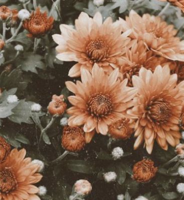 Orange, Flowers, Green, White, Instagram, Black