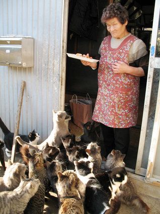 Stray Cat Aesthetic, Feeding Stray Cats, Japanese Island, Stray Animals, Cats Outside, Cat Island, Cat Attack, Stray Cats, Japanese Cat