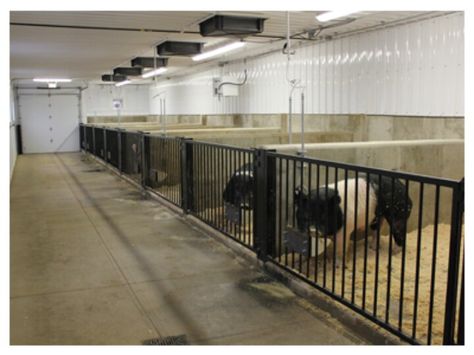 Boar pens Pigs Farming Livestock, Show Pigs, Livestock Barn, Barn Layout, Pig Showing, Cattle Barn, Goat Barn, Pig Pen, Pig House