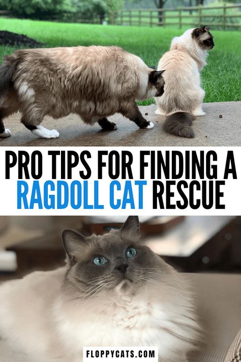 Ragdoll Cat Rescue: Find a Ragdoll Cat Rescue For Ragdoll Cat Adoption Ragdoll Cat Names, Cats Blue Eyes, Seal Point Ragdoll, Ragdoll Cats For Sale, Ragdoll Cat Colors, Blue Point Ragdoll, Animal Encyclopedia, Ragdoll Kittens For Sale, Cat Ragdoll