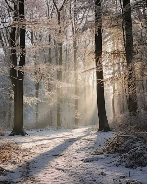 Earth Photography, Winter Nature, Winter Blankets, Winter Wood, Winter Scenery, Winter Beauty, December 17, Natural Scenery, Bird Photography