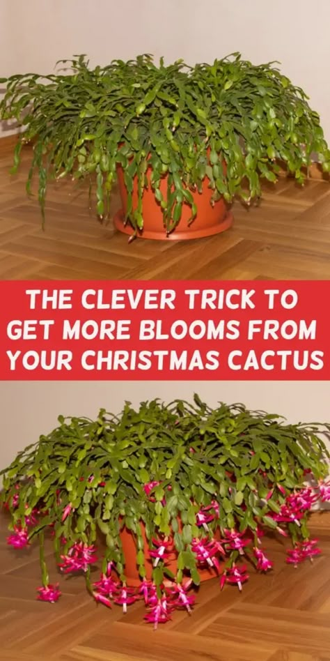 Christmas Cactus Care, Cacti Garden, Christmas Cactus Plant, Easter Cactus, Thanksgiving Cactus, Holiday Cactus, Cactus Care, Garden Remedies, Household Plants