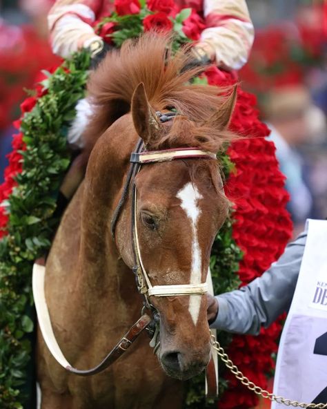 Robyn on Instagram: “Rich Strike 💰⚡ (Keen Ice-Gold Strike) . Your 2022 Kentucky Derby Winner is... Rich Strike. Oh my goodness 80-1! He ran like Mine That Bird.…” Secretariat Horse, Kentucky Derby Horses, Thoroughbred Racehorse, Preakness Stakes, American Pharoah, Derby Winners, Ky Derby, Belmont Stakes, Run For The Roses