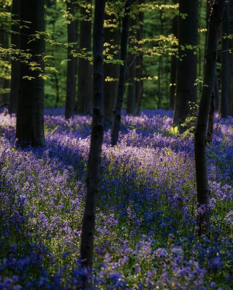 June 21 - Morning light shines in the Blue Forest near Brussels, Belgium (natgeotravel) Bluebell Forest, Bluebell Woods, 2023 Photo, Farmhouse Garden, Blue Forest, Brussels Belgium, Forest Art, Forest Wedding, June 21