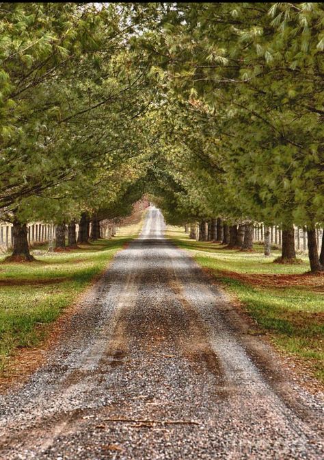 Landscape Long Driveway, Long Winding Driveway, Long Driveway With Trees, Woodsy Landscaping, Farm Landscaping, Driveway Entrance Landscaping, Long Driveway, Farm Entrance, Gate Entrance