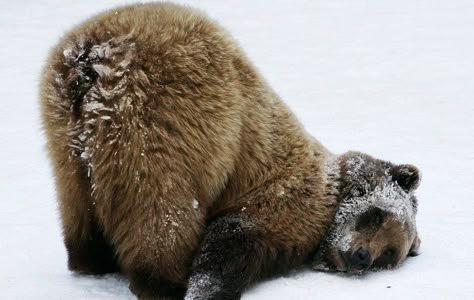 Silly Bear Picture, Silly Bears, Photo Ours, Baby Bear Cub, Silly Bear, Bear Aesthetic, Fluffy Bear, Bear Funny, Bears Cute