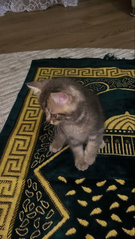 Cats Islam, Islamic Pictures With Quotes, Photos Bff, Talk Shows, Cute Cats Photos, Art Tools Drawing, Cute Couple Selfies, Cat Aesthetic, Love Peace