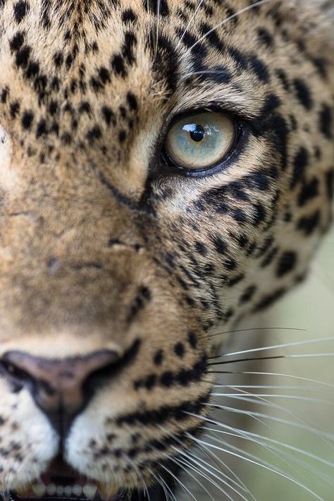 Jaguar Eyes, Animal Close Up, Leopard Eyes, Regard Animal, Cartier Panther, Reference Photos For Artists, Leopard Face, Leopard Head, Unusual Animals