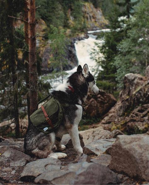 Forest Ranger Aesthetic, Husky Photos, Forest Ranger, Camping Kit, Dog Backpack, Hiking Dogs, Dog Adventure, Dog Travel, Camping And Hiking