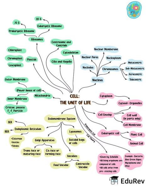 Life Mind Map, Cell The Unit Of Life, Biology Class 11, Tissue Biology, Neet Notes, Cell Theory, Learn Biology, Chemistry Basics, Life Notes