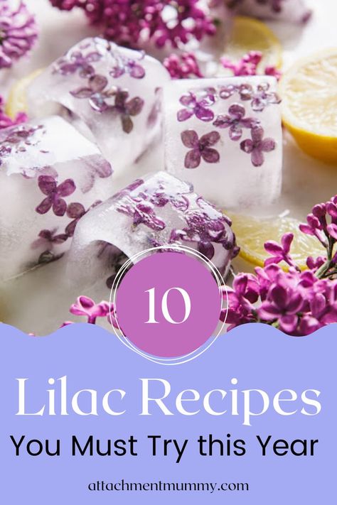 Did you know that lilacs are more than just beautiful flowers? They are edible, and taste amazing as well! If you're looking to try it out, check out the blog for more details on 10 Lilac Recipes You Must Try this Year. Not only is this perfect for spring, these delicious treats are also healthy. Turns out, lilac has a couple health benefits for us as well! These also count as lilac recipes, flower recipes, garden recipes, what to do with lilac flowers, lilac tea recipe, flower tea and more. Lilac Honey Recipe, Things To Do With Lilac Flowers, Things To Make With Lilacs, Lilac Tea Recipe, What To Do With Lilac Flowers, Lilac Flower Recipes, Lilac Recipes Edible Flowers, Lilac Food, Lilac Recipes