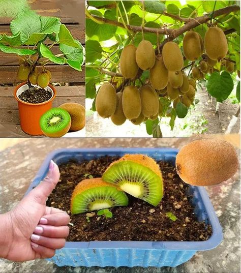 Kiwi Tree, Home Vegetable Garden Design, Tree In A Pot, Backyard Garden Diy, Diy Plant Hanger, Garden Decor Projects, Garden Crafts Diy, Veg Garden, Home Vegetable Garden