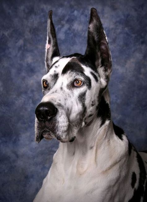 Great Dane Ear Cropping Age, Styles, and Benefits Great Dane Cropped Ears, Great Dane Aesthetic, Harlequin Great Dane Puppy, Great Dane Colors, Great Dane Rescue, Black Great Danes, Harlequin Great Danes, Elevated Dog Feeder, Raised Dog Bowls